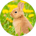 Ju Klett Avatar